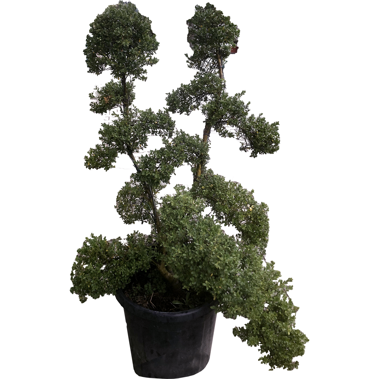 Inex Crenata Bonsai